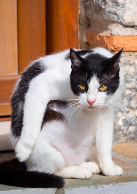 Griechische Katze geht die Straße eines griechischen Dorfes auf der Insel Evia Griechenland entlang