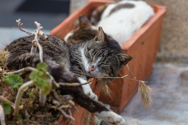 Griechische Katze