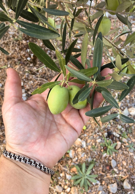 Griechische Oliven nach einem Regen auf einem Zweig eines Olivenbaums auf dem Arm einer Frau