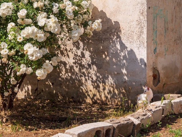 Griechische weiße Katze sitzt unter einem weißen Rosenstrauch in einem Dorf auf der Insel Euböa in Griechenland
