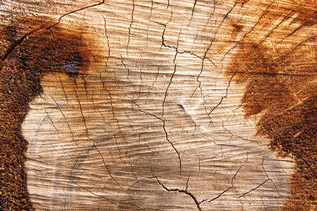 Foto grietas en un tronco de madera