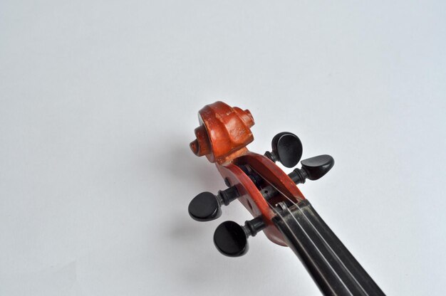 Grif violino