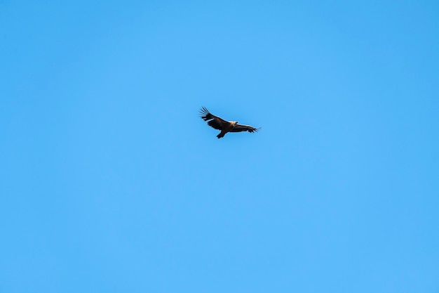 Griffon Vulture Gyps fulvus em voo no Parque Nacional de Monfrague Extremadura Espanha