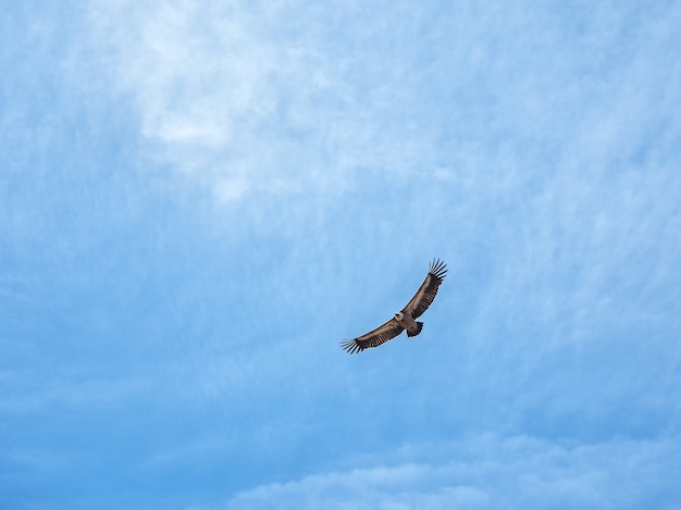 Griffon vulture gyps fulvus voando no céu azul.