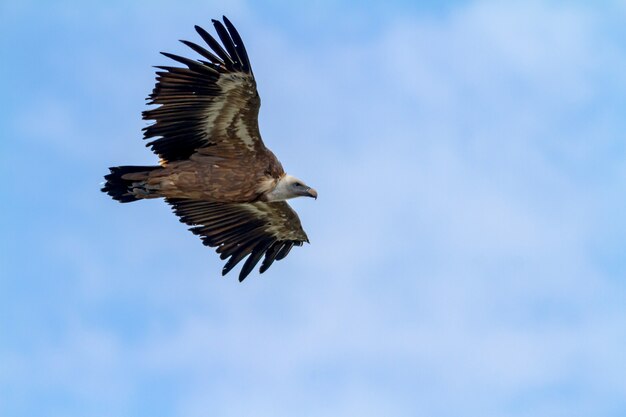 Griffon Vulture, (Gyps fulvus)