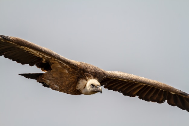 Foto griffon vulture, (gyps fulvus)