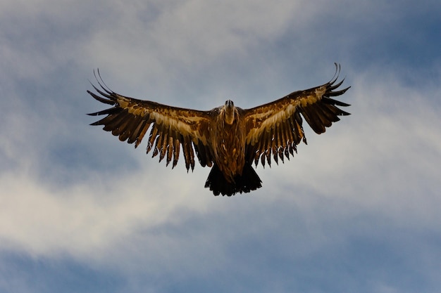 Griffon Vulture ou Gyps fulvus em voo