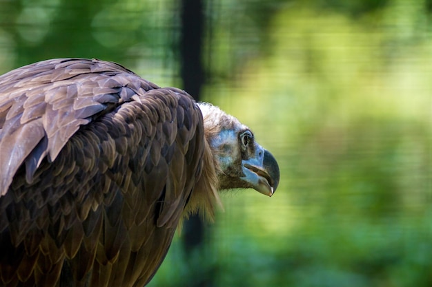 Grifo animal hermoso pájaro grande