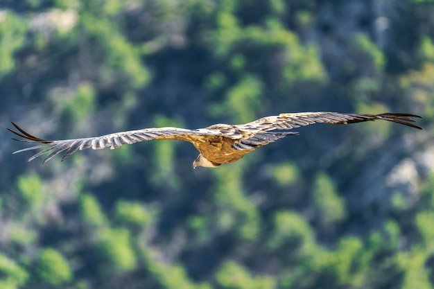 Grifo (gyps fulvus) em vôo, alcoy, comunidade valenciana, espanha.