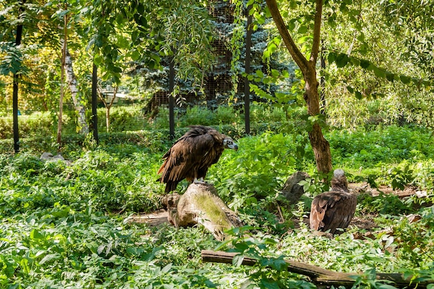 Grifos en primer plano de hierba verde