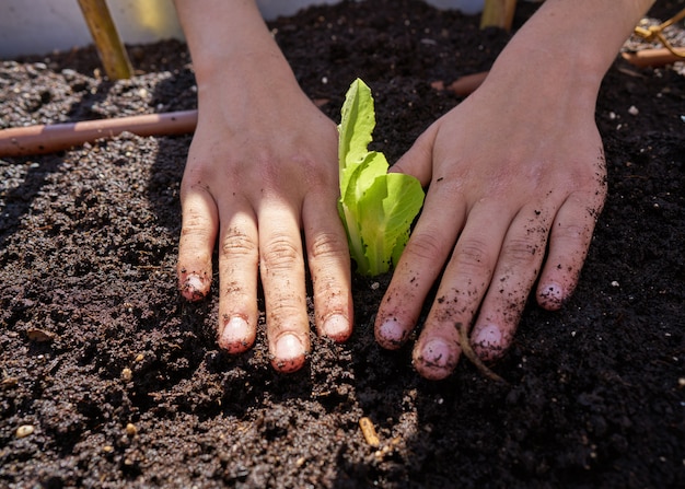 Gril mãos plantando alface no pomar