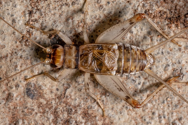 Foto grillo de campo pequeño del género gryllodes