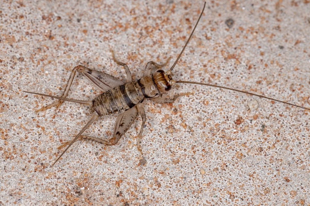 Grillo de campo pequeño del género Gryllodes