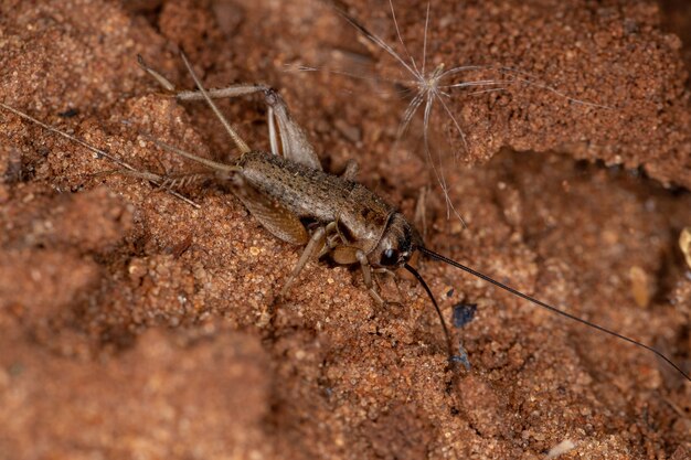 Grillo de campo pequeño de la tribu Modicogryllini