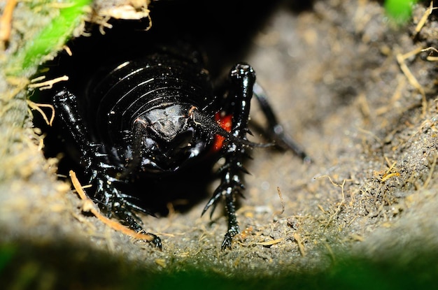 Grillo negro en el agujero