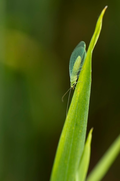 Un grillo verde con alas transparentes.