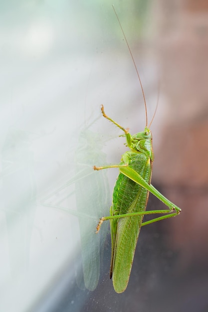 El grillo verde es un insecto que se arrastra por una ventana, el grillo Tettigonia viridissima.