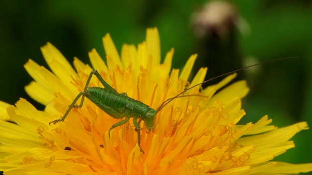 Grilo verde em uma flor amarela