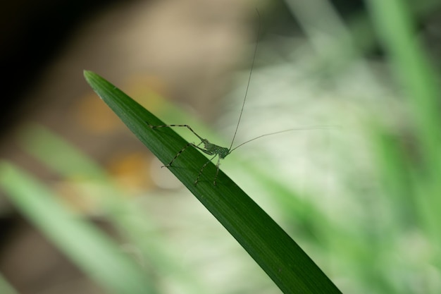 Grilo verde pequeno empoleirado em uma folha verde longa