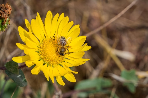 Grindelia camporum Grindelia robusta com flores na Califórnia