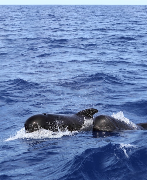 Grindwale frei mit Baby im Mittelmeer