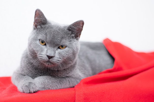 Gris ahumado gato esponjoso raza británica