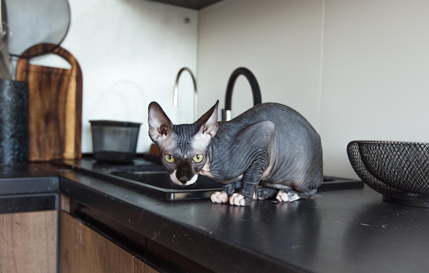 El gris gato esfinge calvo de pura raza está sentado en la cocina. de cerca.
