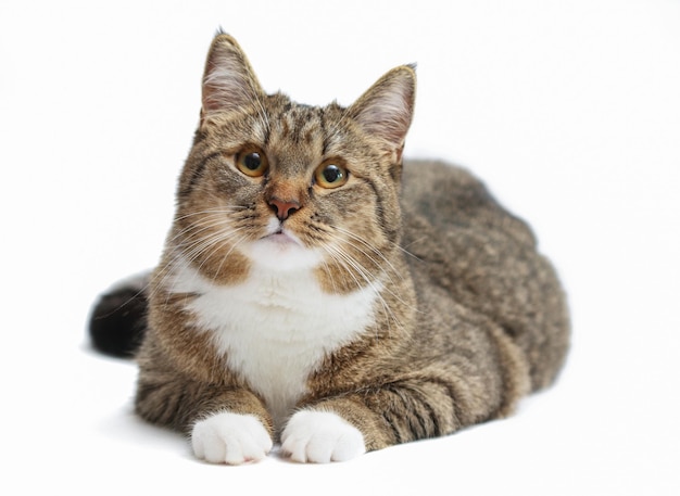 Foto gris con patas blancas gato mestizo adulto aislado en blanco