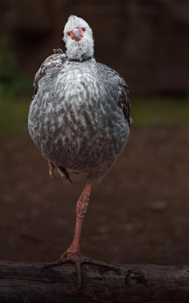 Gritador do Sul