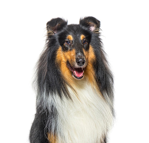 Foto el grito de la cabeza de un perro rough collie jadeando aislado en blanco