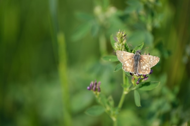 Grizzled Skipper-Schmetterling auf einer lila Wildblume in der Natur