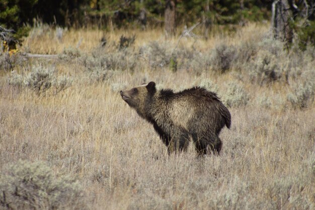 Foto grizzly, der auf einem feld rennt