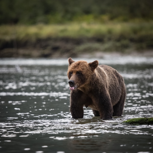 Foto grizzlybär im fluss