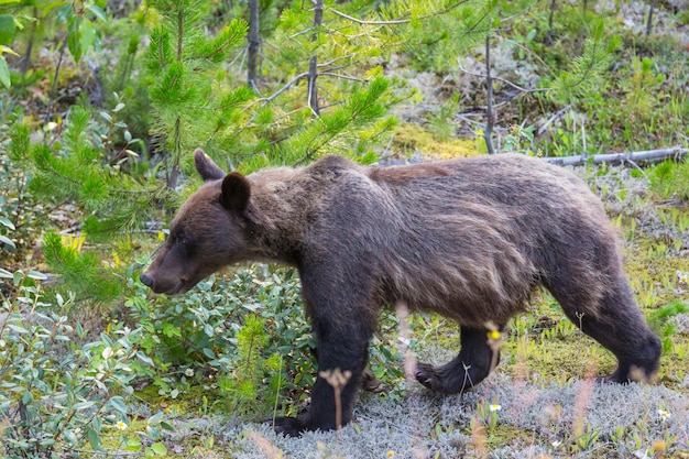 Grizzlybär in der Sommersaison