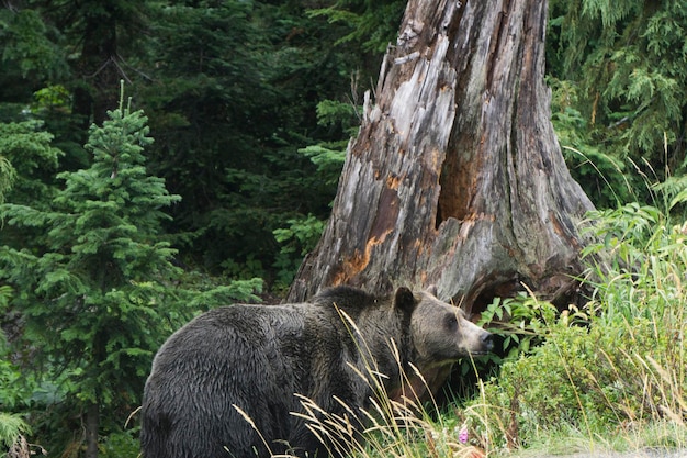 Grizzlybär in der Wildnis