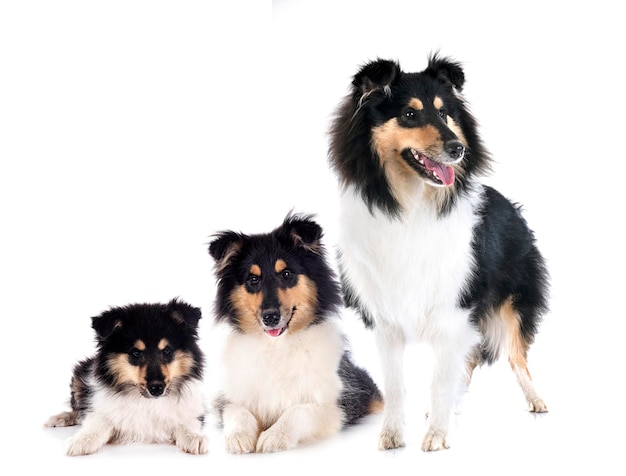 Grobe Collies im Studio