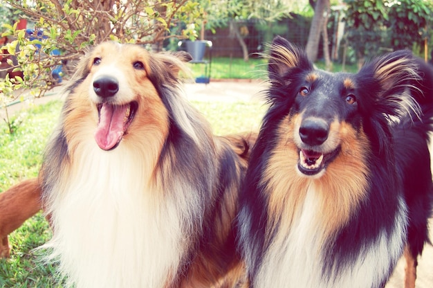 Grobe Collies stehen im Park