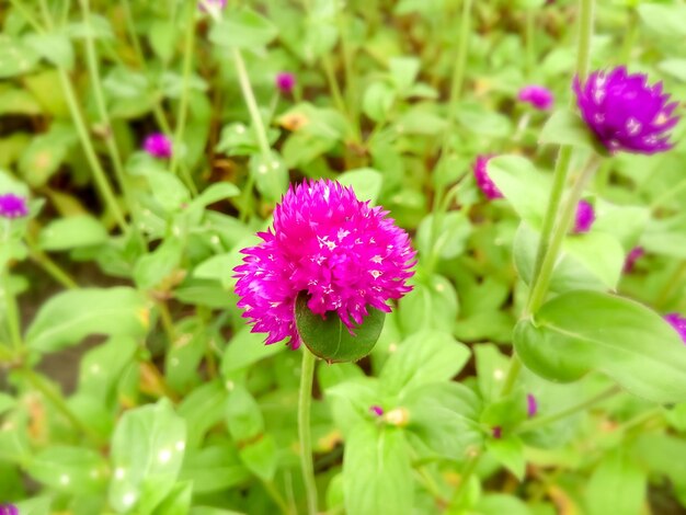 Grobe Grobe Amaranth ou botão de bacharel ou Gomphrena Globosa