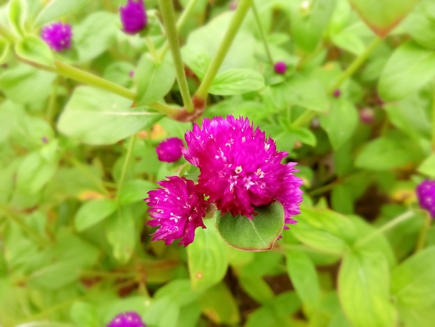 Grobe Grobe Amaranth ou botão de bacharel ou Gomphrena Globosa