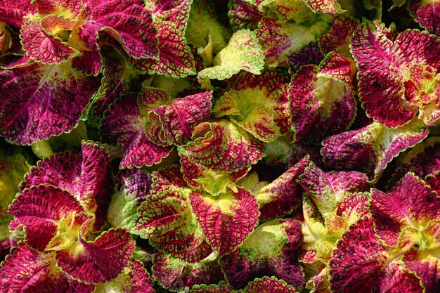 Groenbruine Coleus o planta ornamental de Siernetel con color púrpura y verde