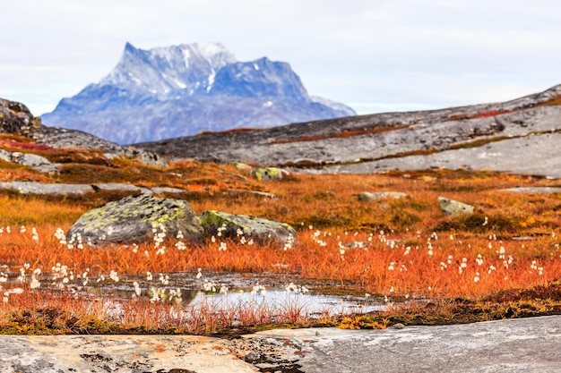 Grönländische Tundra-Pflanzen und -Blumen im Herbst mit Sermitsiaq-Berg im Hintergrund Nuuk Grönland