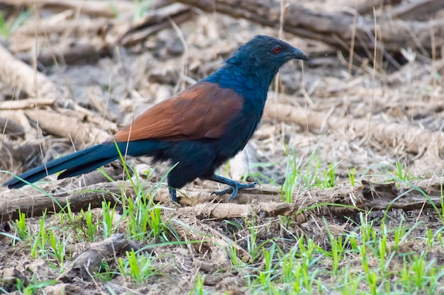 Größere Coucal