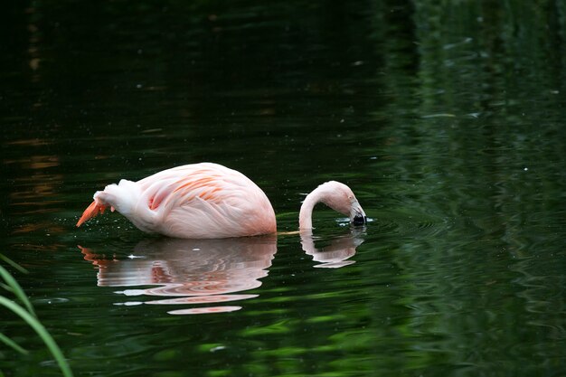 Größerer Flamingo im Wasser