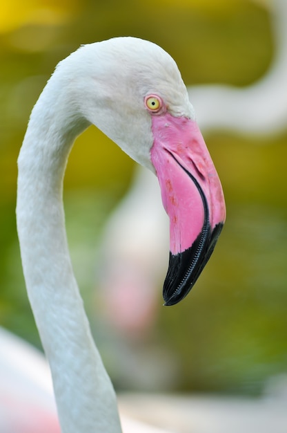 Foto größerer flamingo