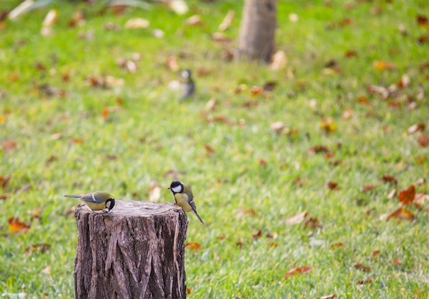 Größerer meisenvogel, der auf einer samenkanne sitzt