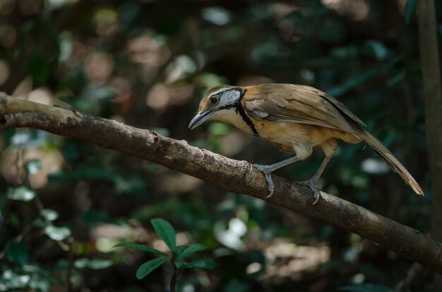 Größeres Necklaced Laughingthrush im Wald, Thailand