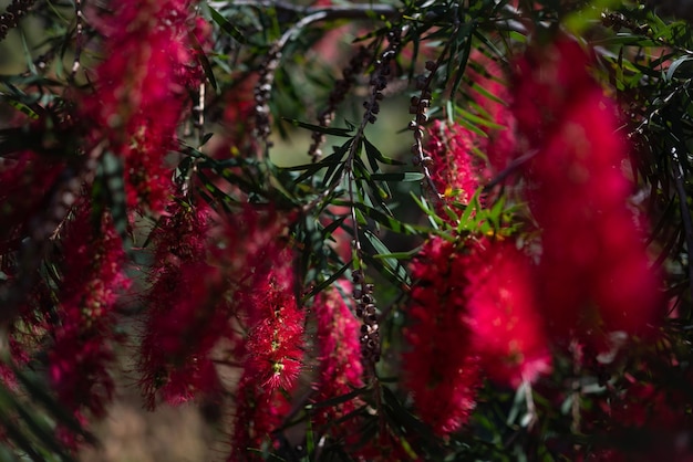 Größtenteils verschwommene, flauschige rote Blumennahaufnahme. Scharlachrote Flaschenbürste auf grünem Blätterhintergrund an einem sonnigen Tag. Haarige Blüte. Exotische Flora von Teneriffa, Kanarische Inseln, Spanien. Sommerliche Naturtapete