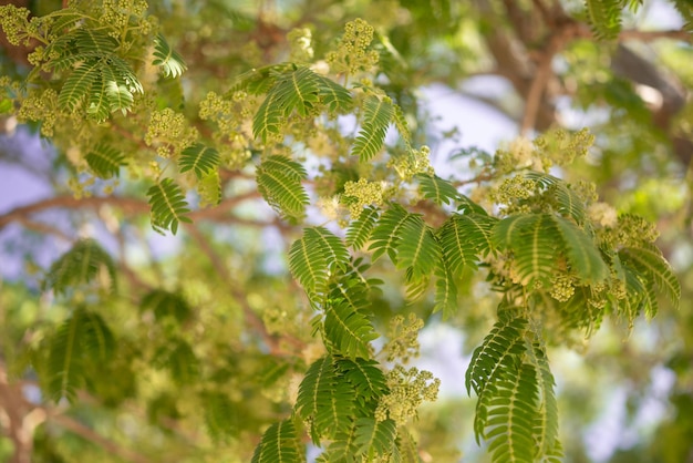 Größtenteils verschwommener grüner Blatthintergrund mit weißen Blüten und Früchten. Nahaufnahme von mimosenähnlichen Frühlingsblättern. Sommerliche Naturtapete. Pacara-Earpod-Baum oder Oreja de Negro. Sonnenbeschienenes Laub am blauen Himmel