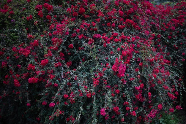 Größtenteils verschwommener Hintergrund mit rosa Bougainvillea-Blüten. Sommer-Naturtapete. Exotische Blumen und grüne Blätter im Hintergrund. Subtropische Flora von Teneriffa, Kanarische Inseln, Spanien. Purpleflowers-Foto