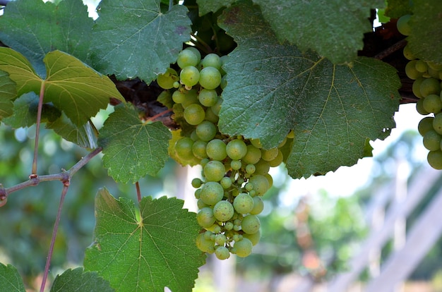 Grona amadurecendo uvas brancas na vinha close-up